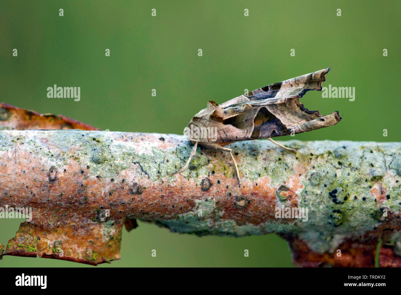 Sfumature di angolo (Phlogophora meticulosa, Trigonophora meticulosa, Brotolamia meticulosa), seduto su un ramo, Paesi Bassi Foto Stock