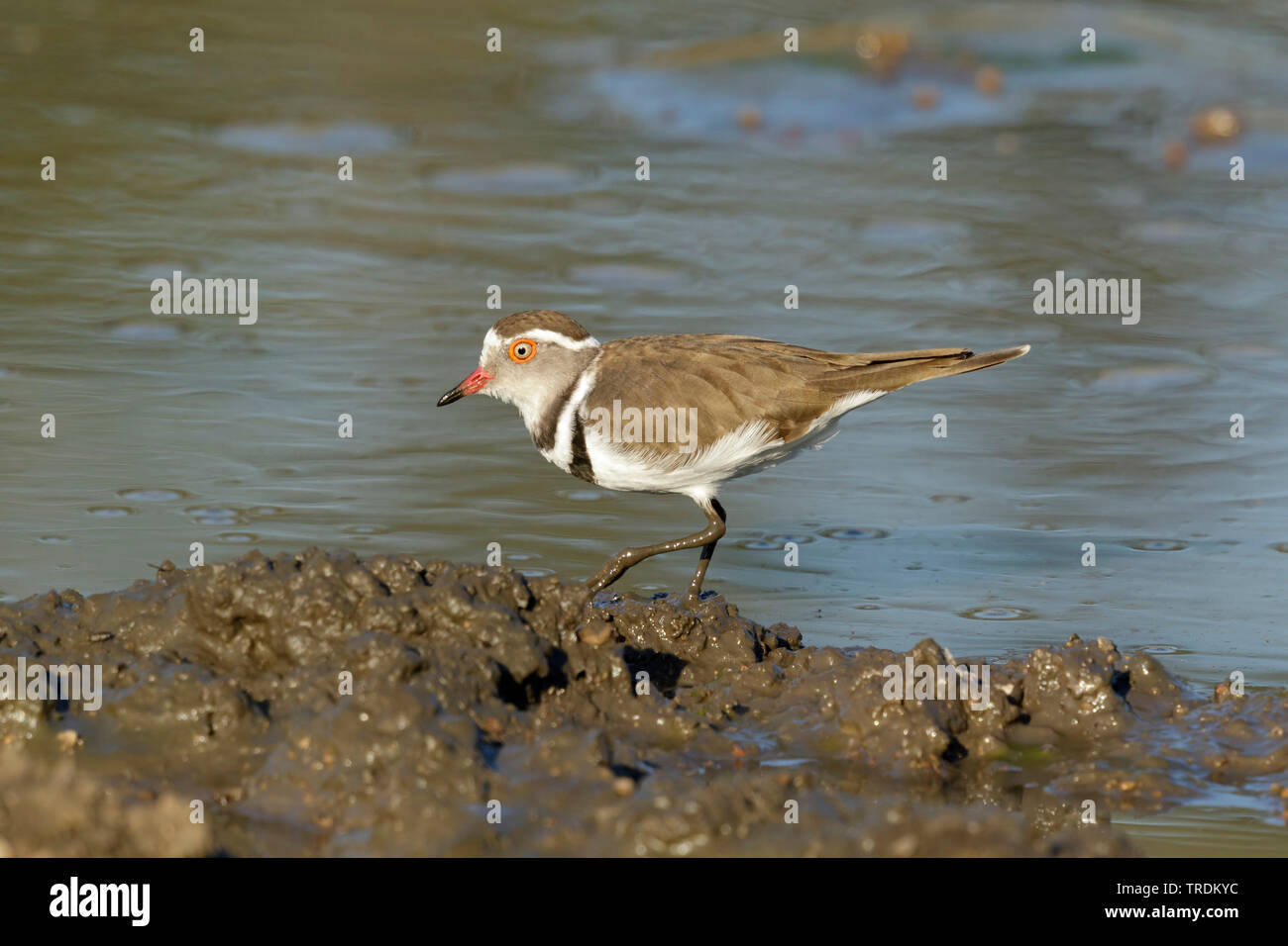 Tre-nastrare plover (Charadrius tricollaris), passeggiate in mudd, Sud Africa - Mpumalanga Kruger National Park Foto Stock