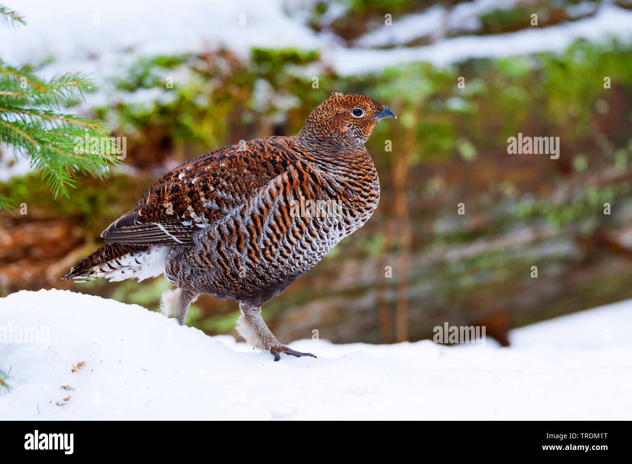 Forcelli (Lyrurus tetrix, Tetrao tetrix), Gallina in inverno, in Germania, in Baviera Foto Stock