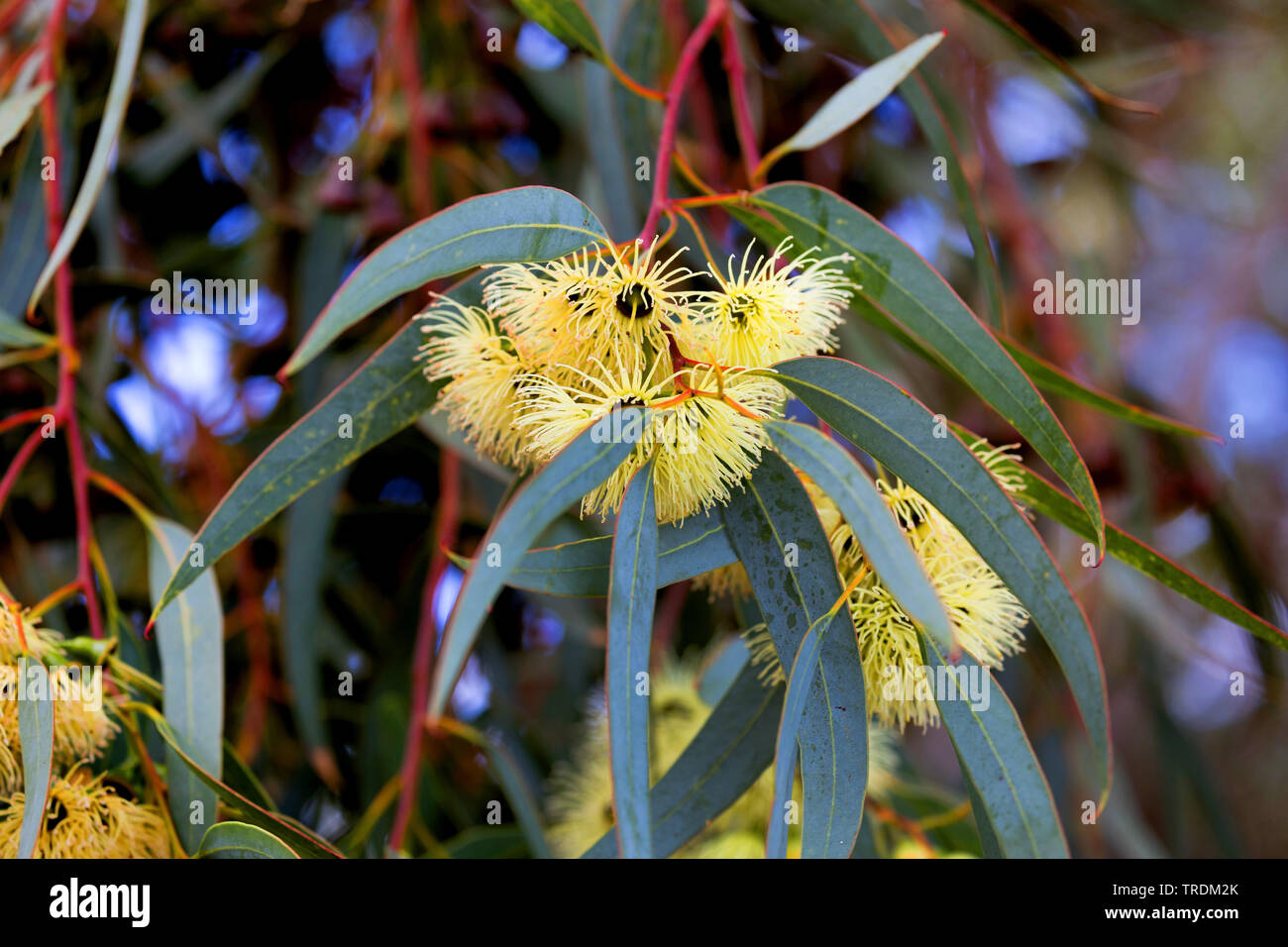Blu della Tasmania gomma, gomma blu, Southern Blue Gum (Eucalyptus globulus), fioritura Foto Stock