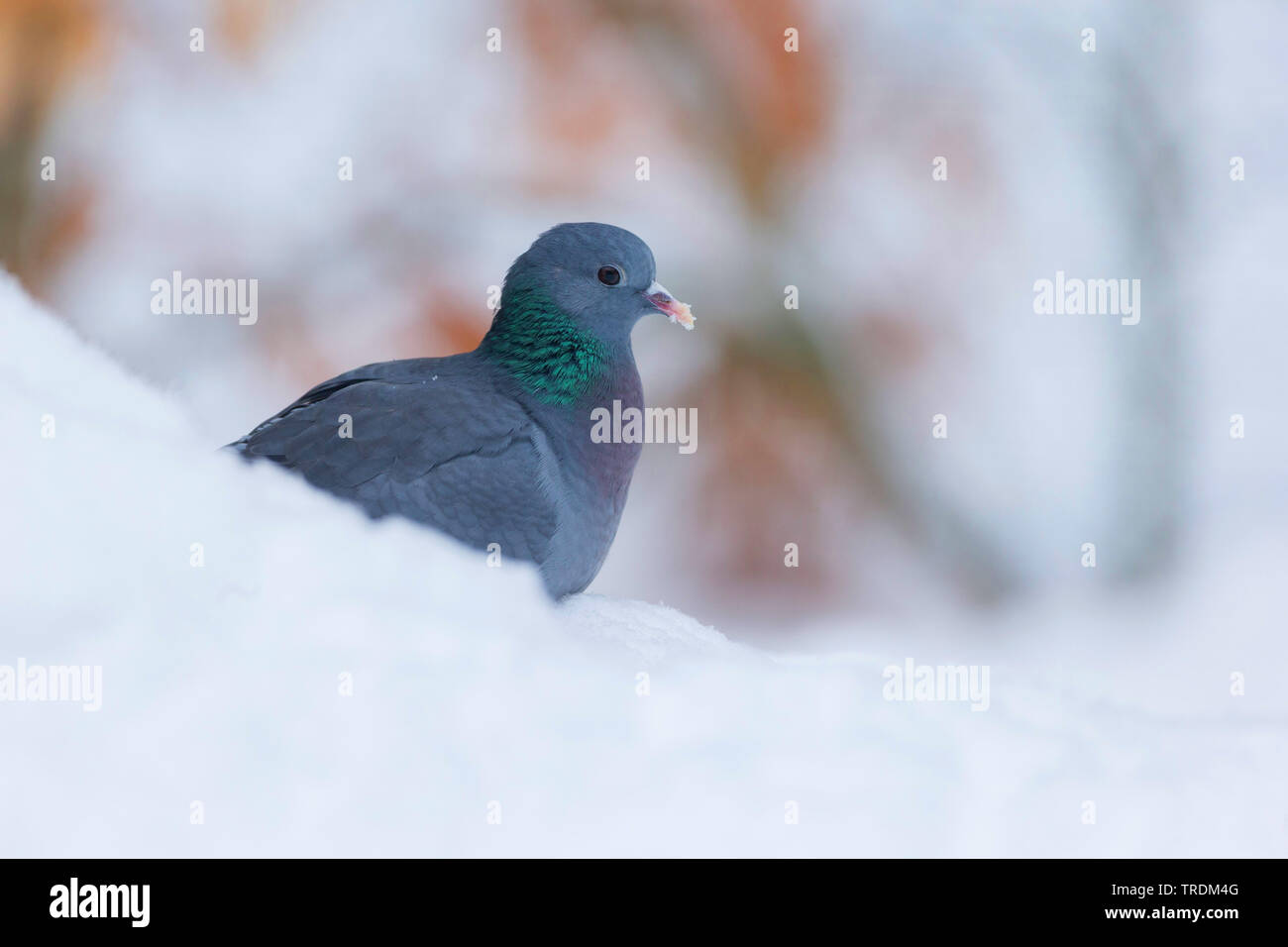 Piccione stock (Columba oenas), in presenza di neve, in Germania, in Baviera Foto Stock
