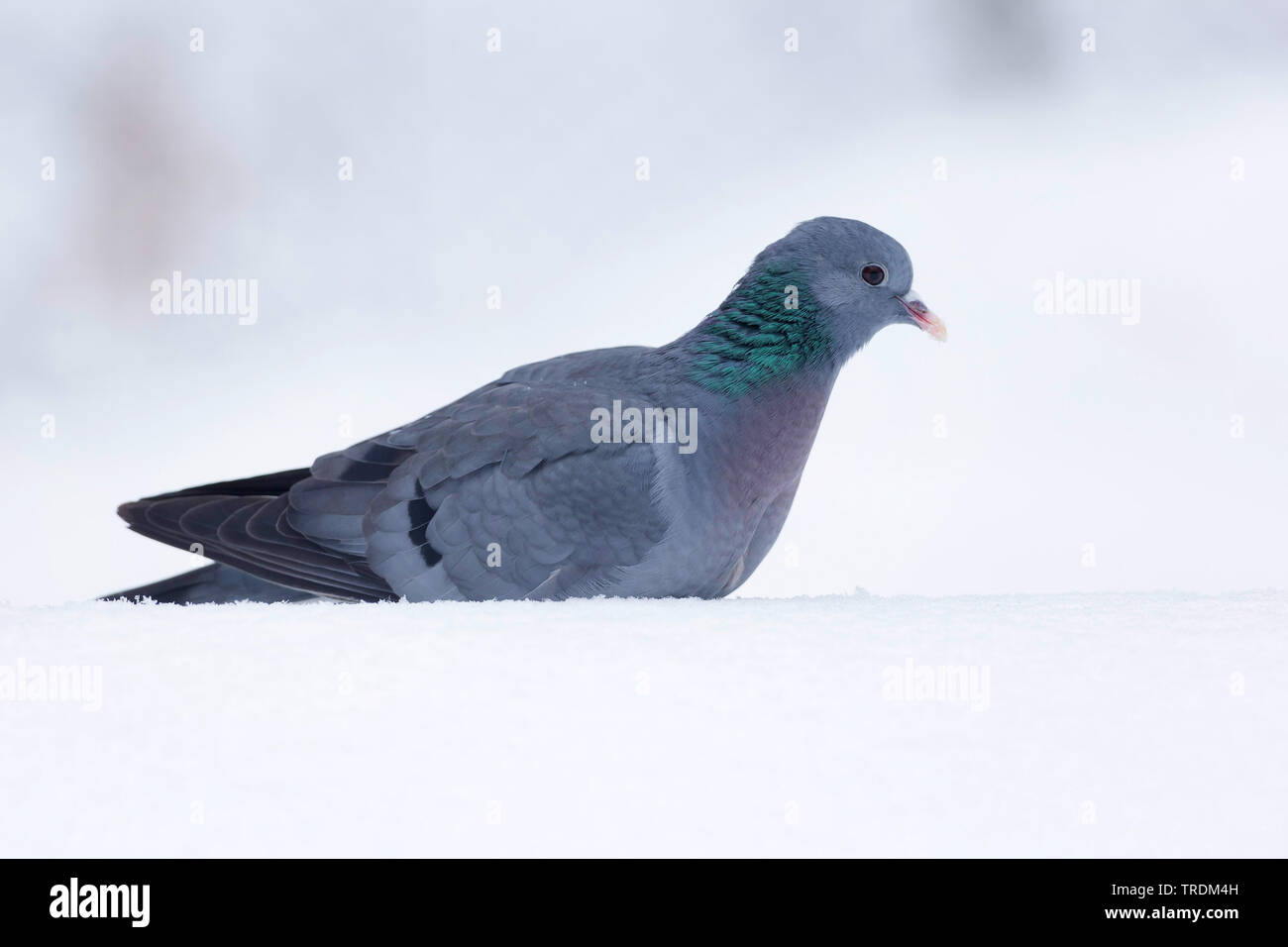 Piccione stock (Columba oenas), in presenza di neve, in Germania, in Baviera Foto Stock