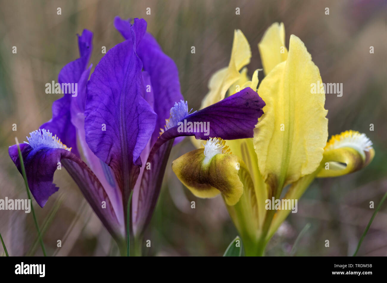 Pigmeo di iris, nana (Iris Iris pumila), con lilla e fiore giallo, Austria, Burgenland, Neusiedler See Parco Nazionale Foto Stock