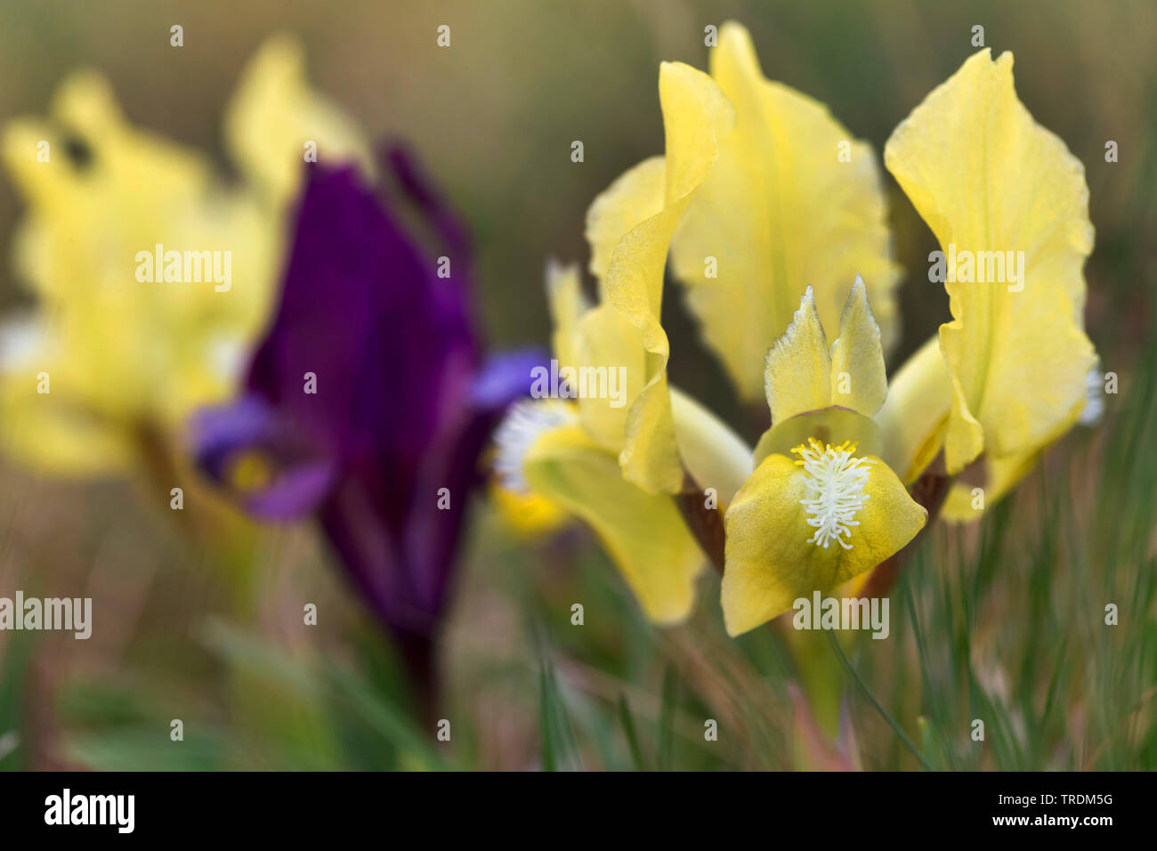 Pigmeo di iris, nana (Iris Iris pumila), con lilla e fiore giallo, Austria, Burgenland, Neusiedler See Parco Nazionale Foto Stock