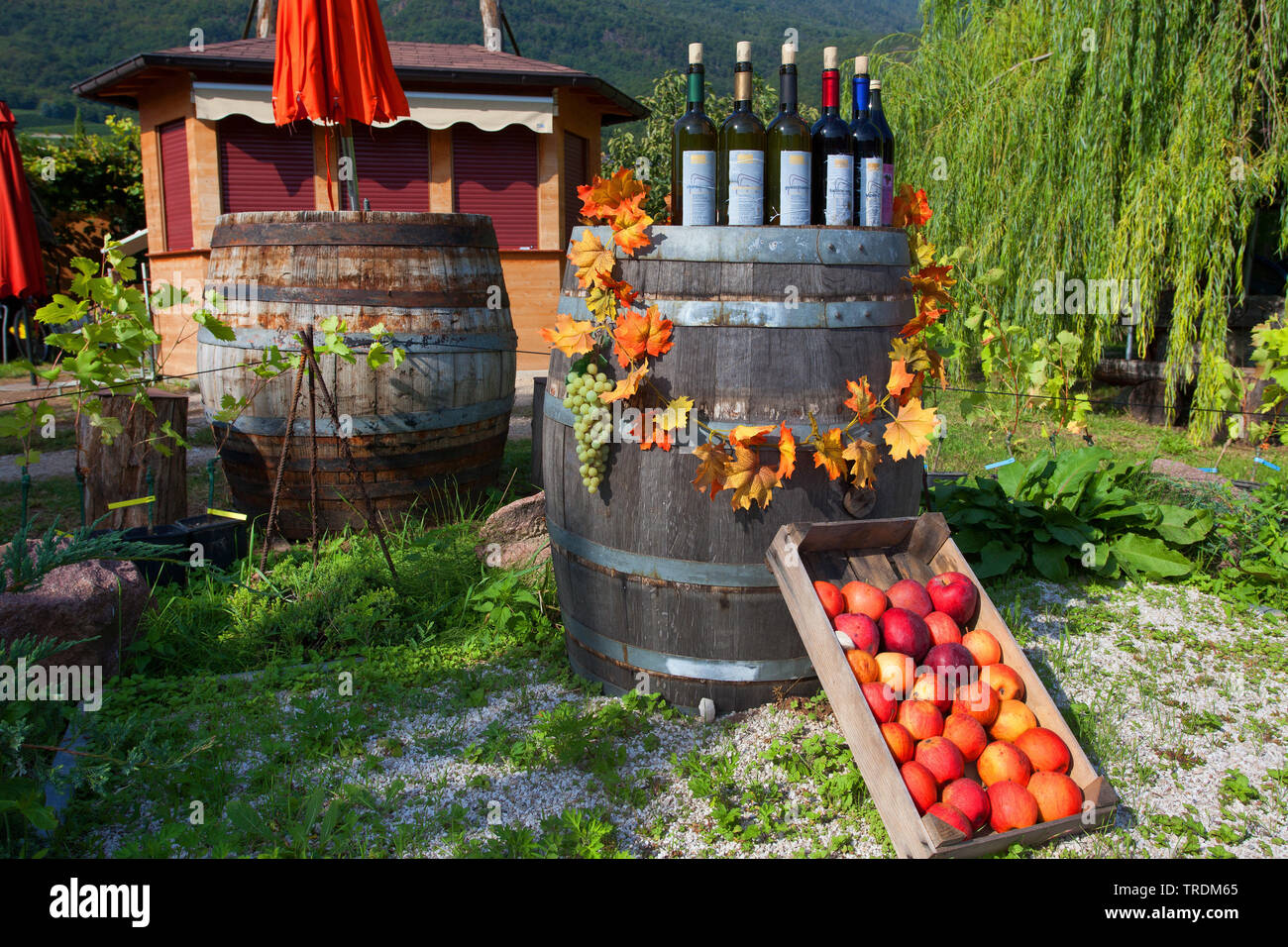 Botti da vino, bottiglie di vino e di cassa di apple, Italia, Alto Adige, Trentino, Caldaro Foto Stock