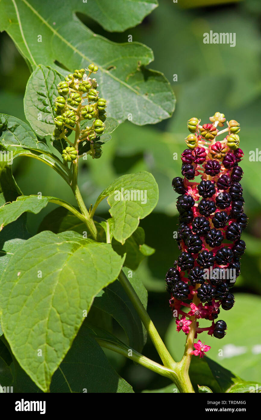 Pokeweed, Indiano poke, rosso-Impianto di inchiostro, Indiano pokeweed (Phytolacca esculenta, phytolacca acinosa), infructescence, Germania Foto Stock