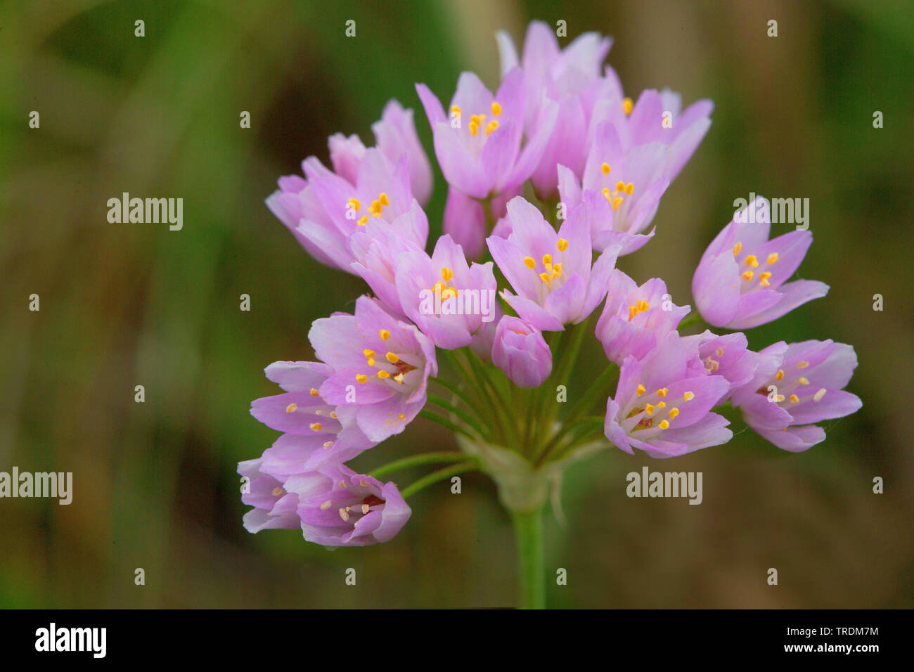 Rosy l'aglio (allium roseum), infiorescenza, Italia Sardegna Foto Stock