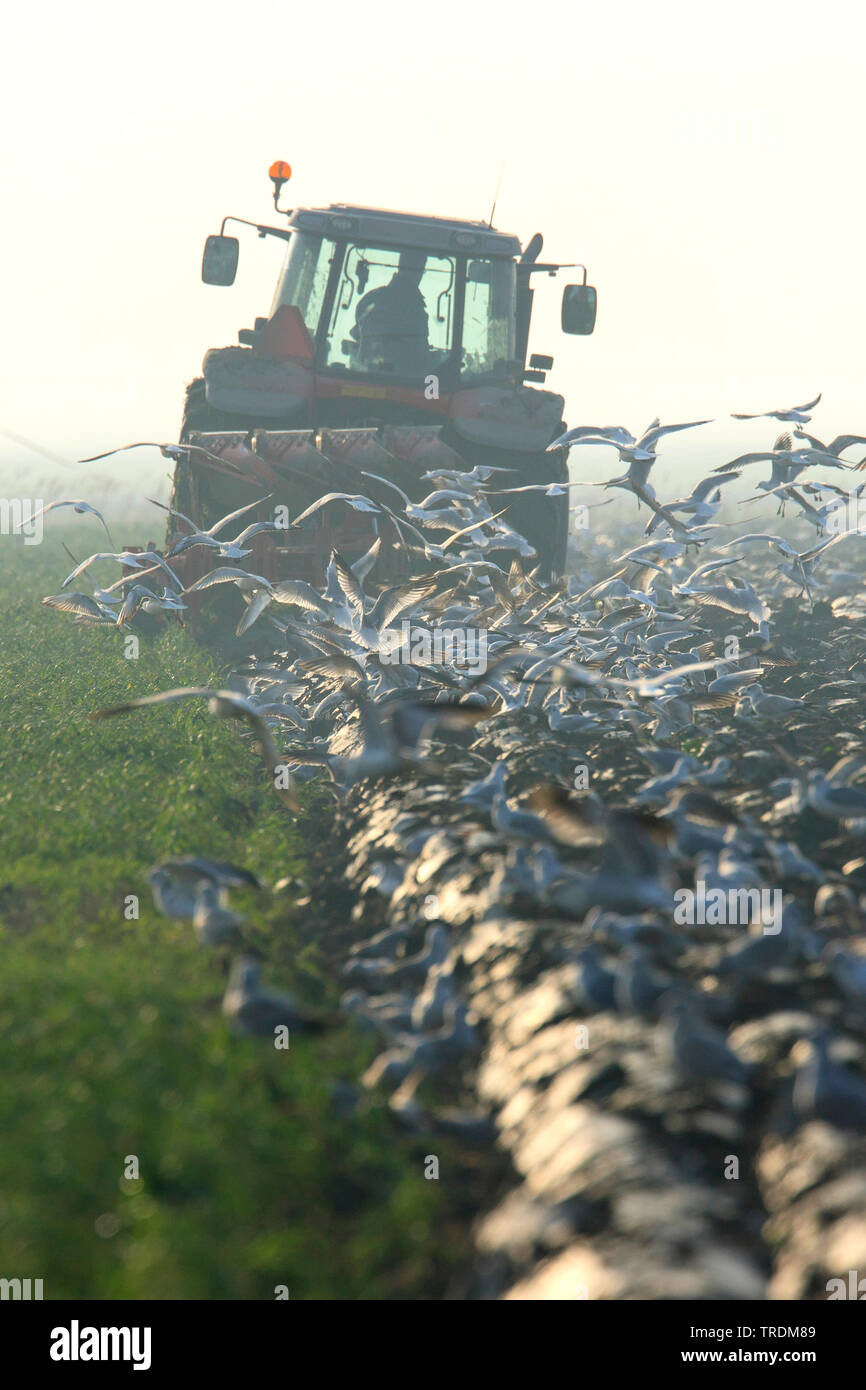 Gruppo di gabbiani dietro ad un trattore, Paesi Bassi, Frisia Foto Stock