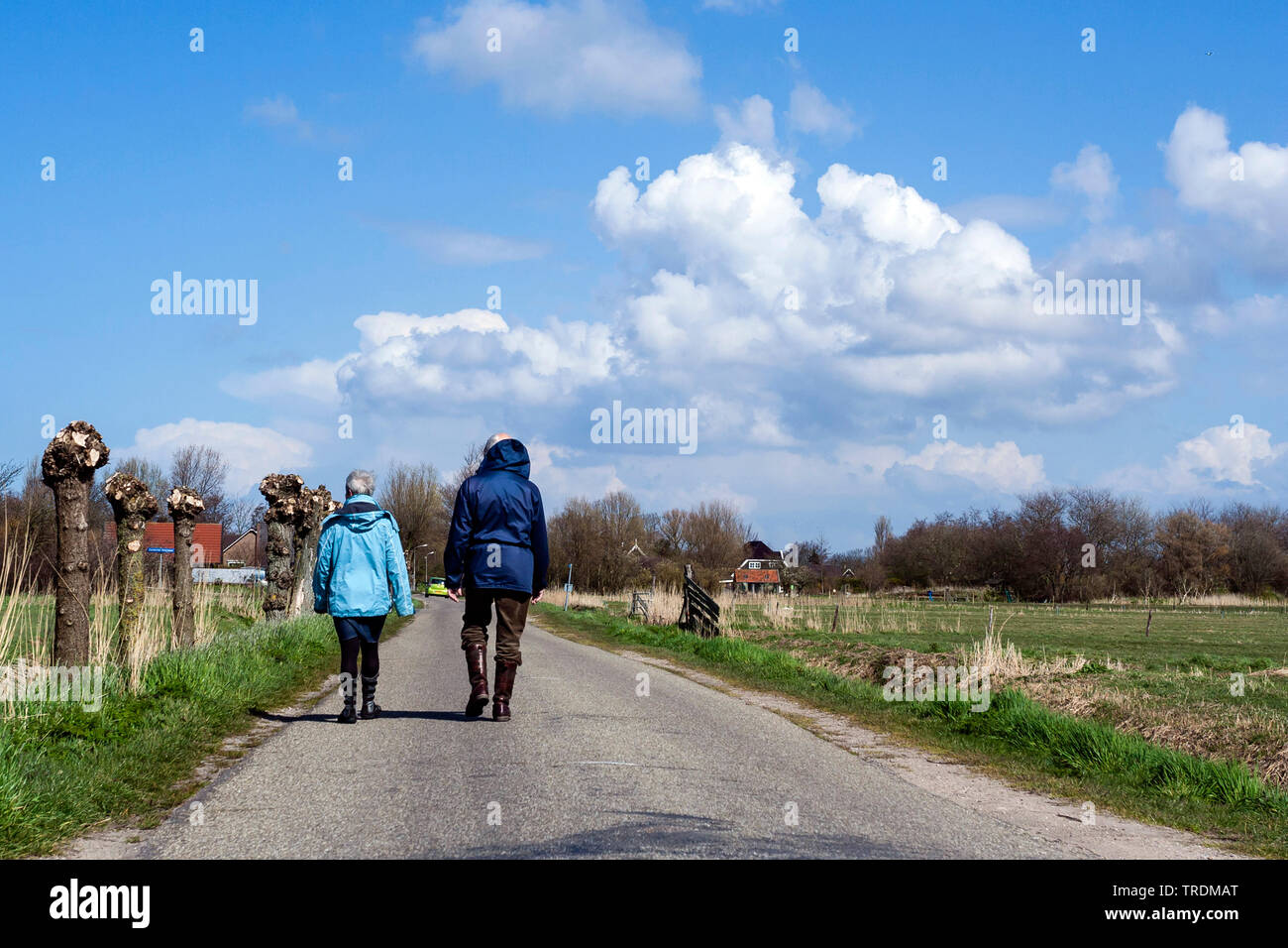 I pensionati a piedi lungo una strada con pollarded salici, Paesi Bassi, Paesi Bassi del Nord, Westerlanderkoog Foto Stock
