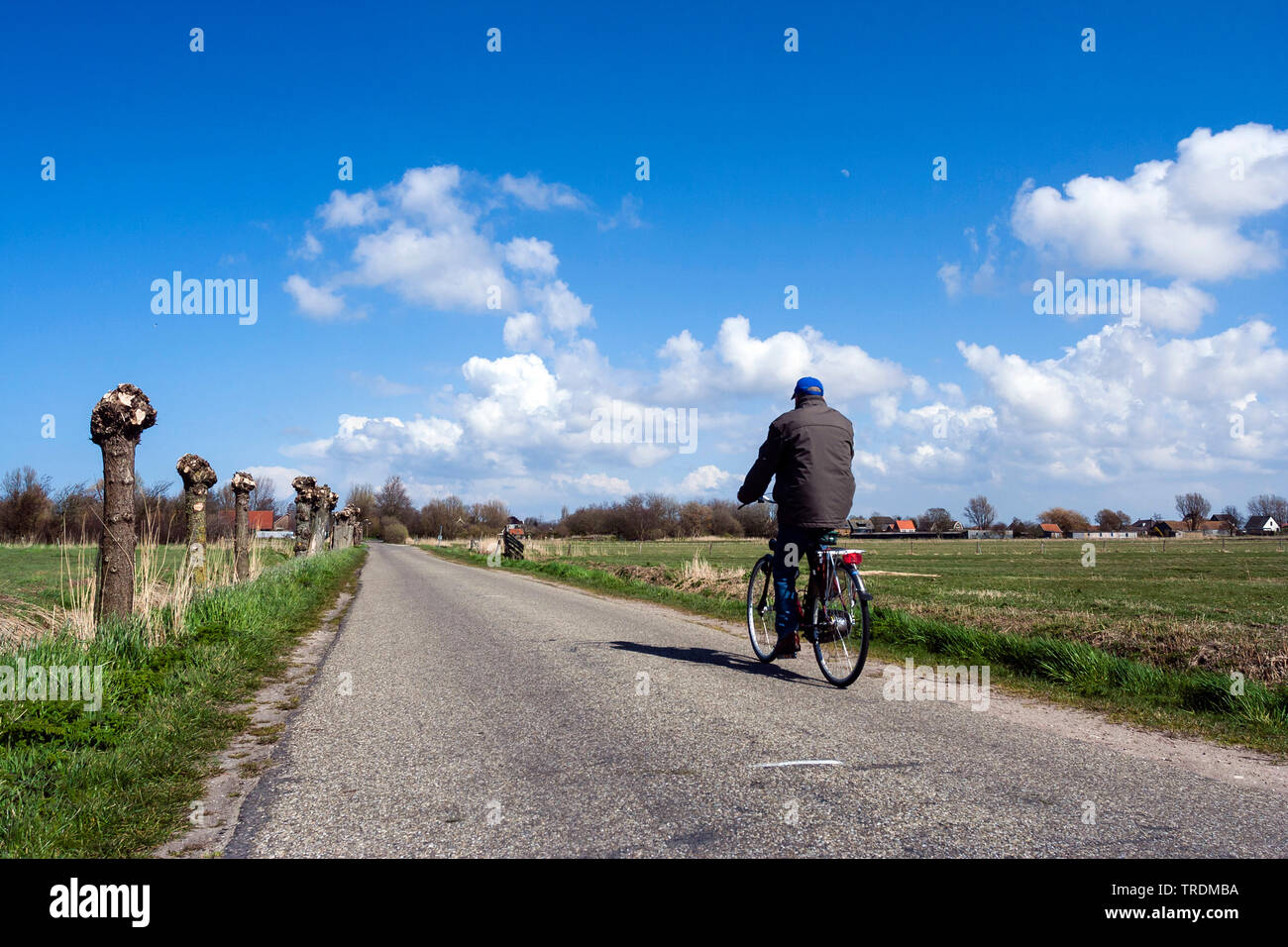 Uomo in bicicletta al Westerlanderkoog in primavera, Paesi Bassi Paesi Bassi del Nord, Westerlanderkoog Foto Stock