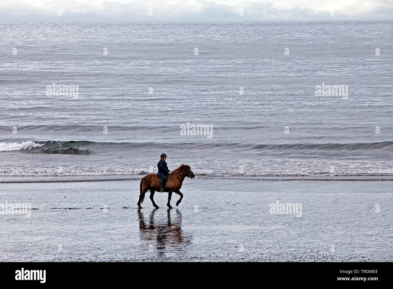 Cavaliere e cavallo sulla spiaggia , Islanda, Snaefellsnes, Vesturland, Gamlavik Foto Stock