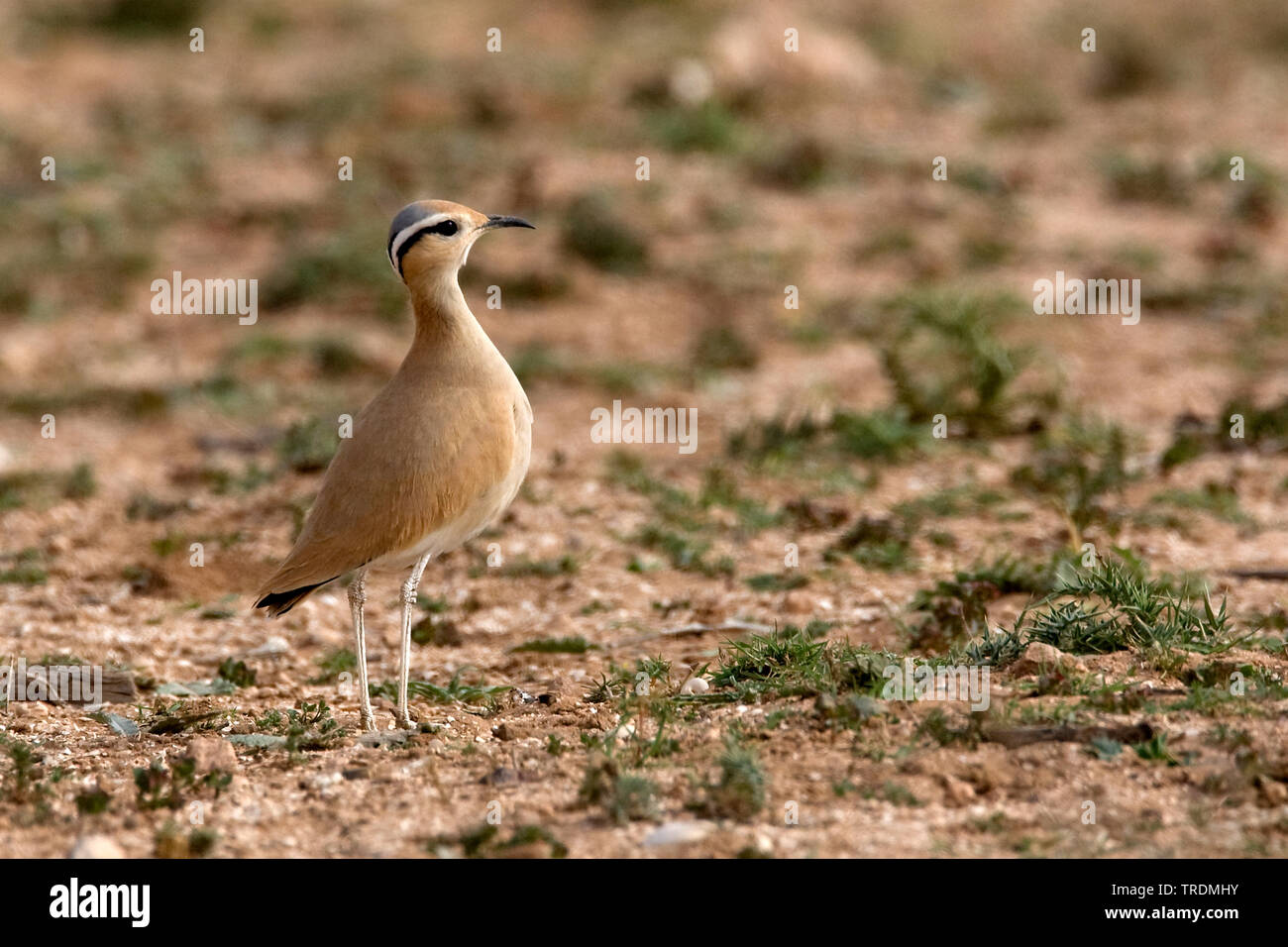 Color crema courser (Cursorius cursor), guardando a sinistra, Marocco Foto Stock