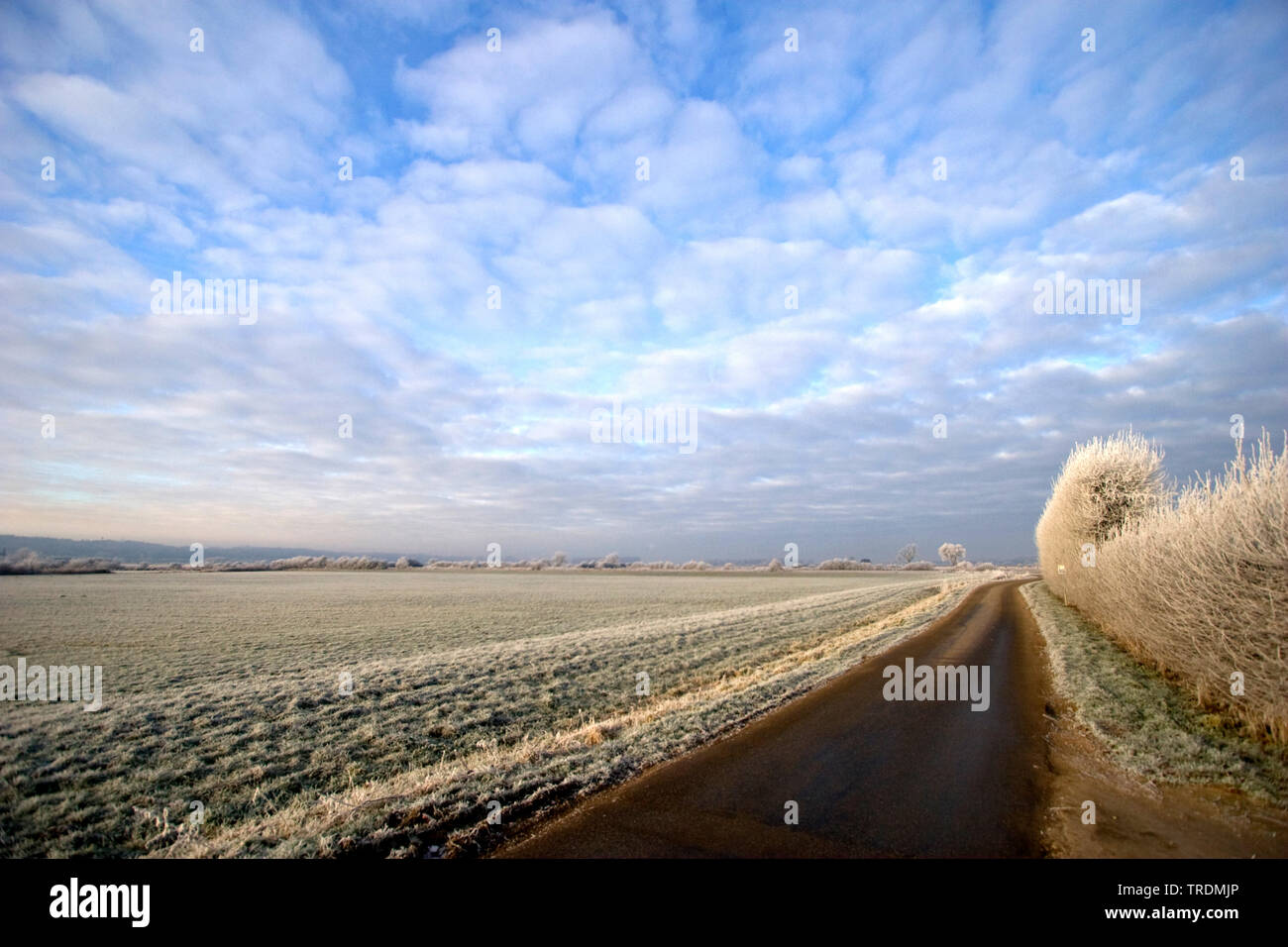 Ooijpolder su freddo giorno, Paesi Bassi, Gelderland Foto Stock