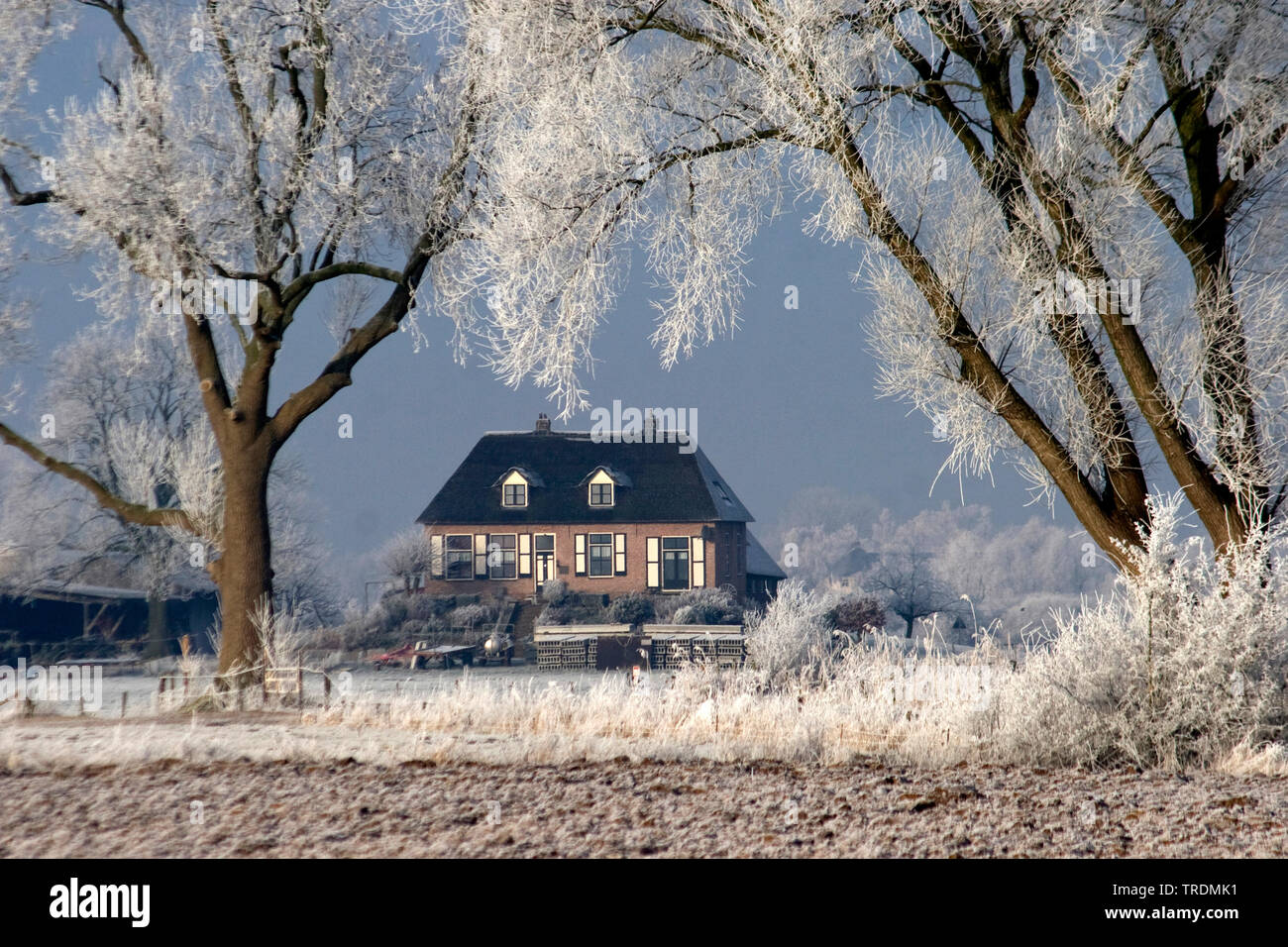 Ooijpolder su freddo giorno, Paesi Bassi, Gelderland, Boerderij De Plak Foto Stock