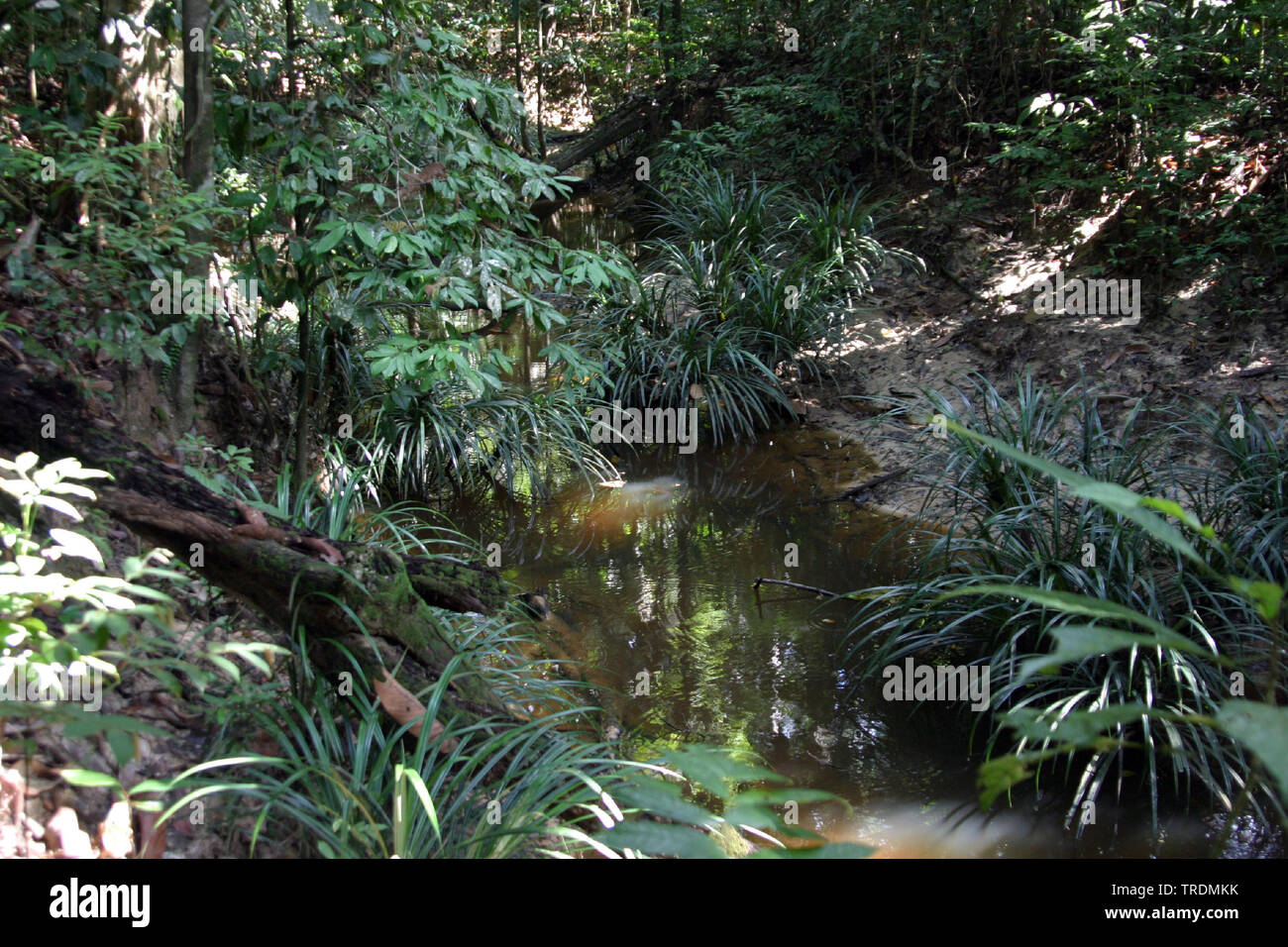 Attraverso il fiume Danum Valley, Indonesia, Borneo Foto Stock