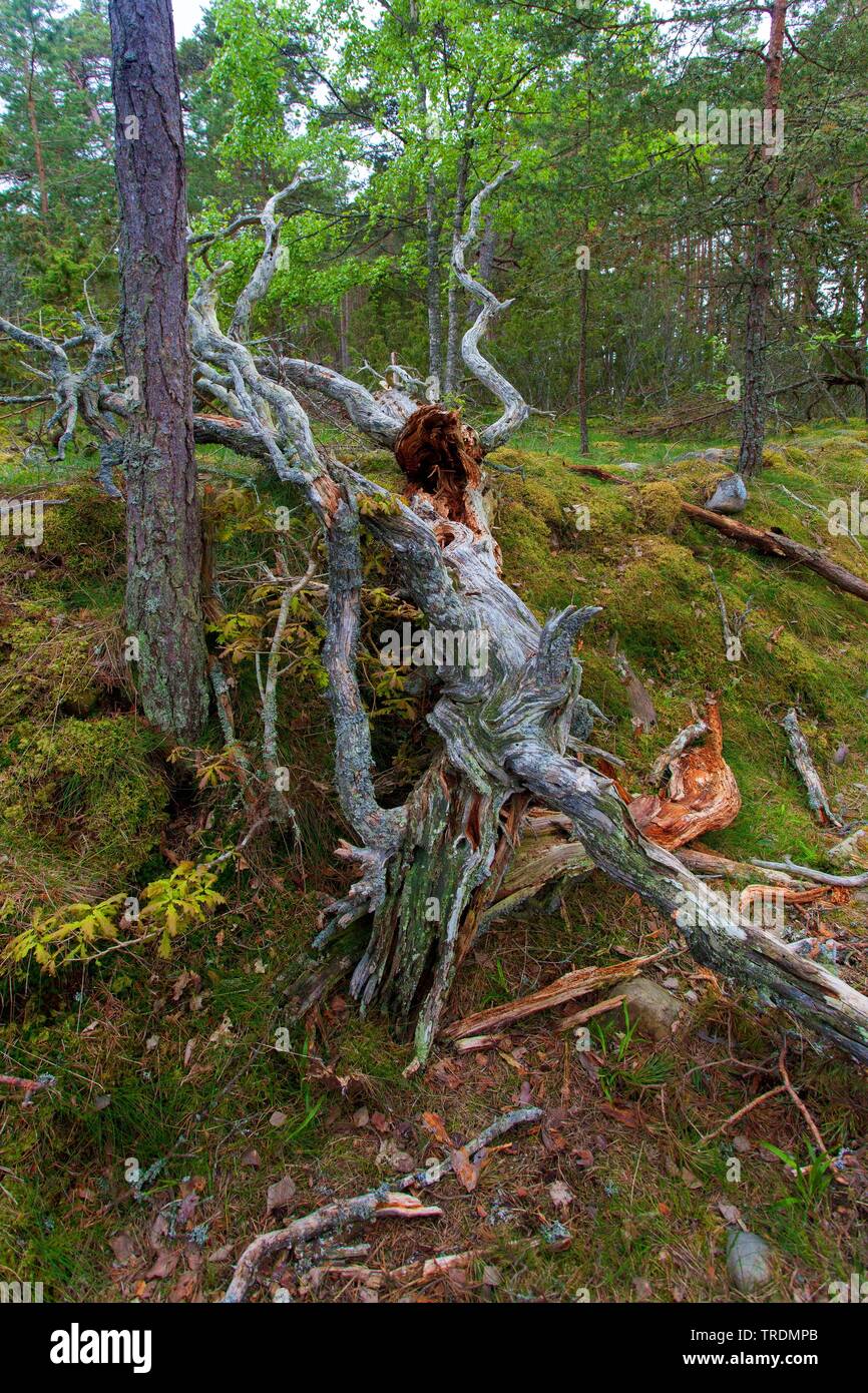 Legno morto nella riserva naturale Trollskogen, Svezia, Oeland Foto Stock