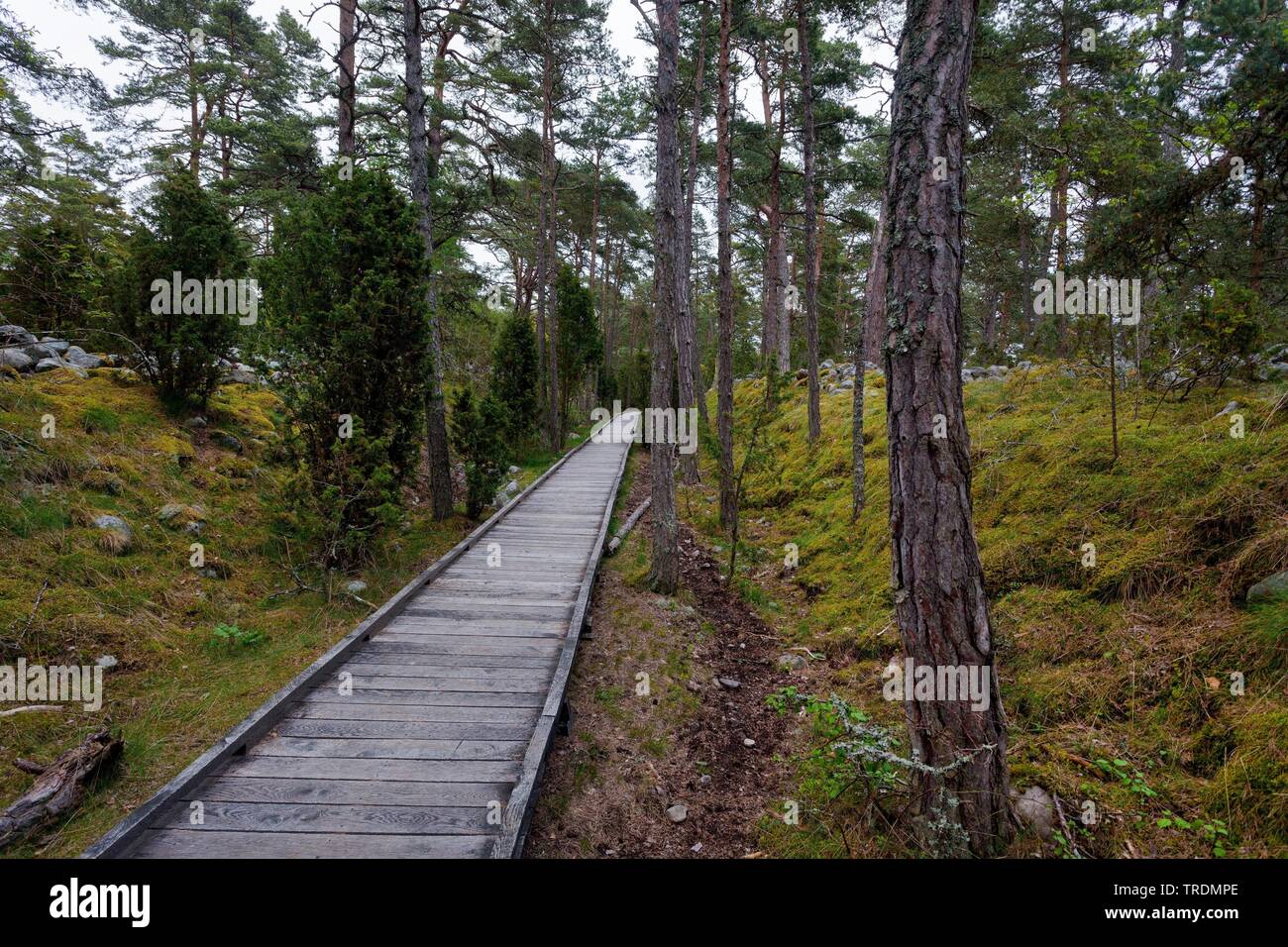 Riserva naturale Trollskogen, Svezia, Oeland Foto Stock