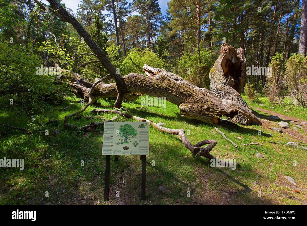Legno morto nella riserva naturale Trollskogen con info segno, Svezia, Oeland Foto Stock