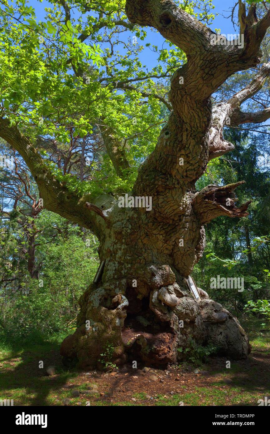 Comune di Quercia farnia, farnia (Quercus robur. Quercus pedunculata), la vecchia quercia in riserva naturale Trollskogen, Oeland Foto Stock