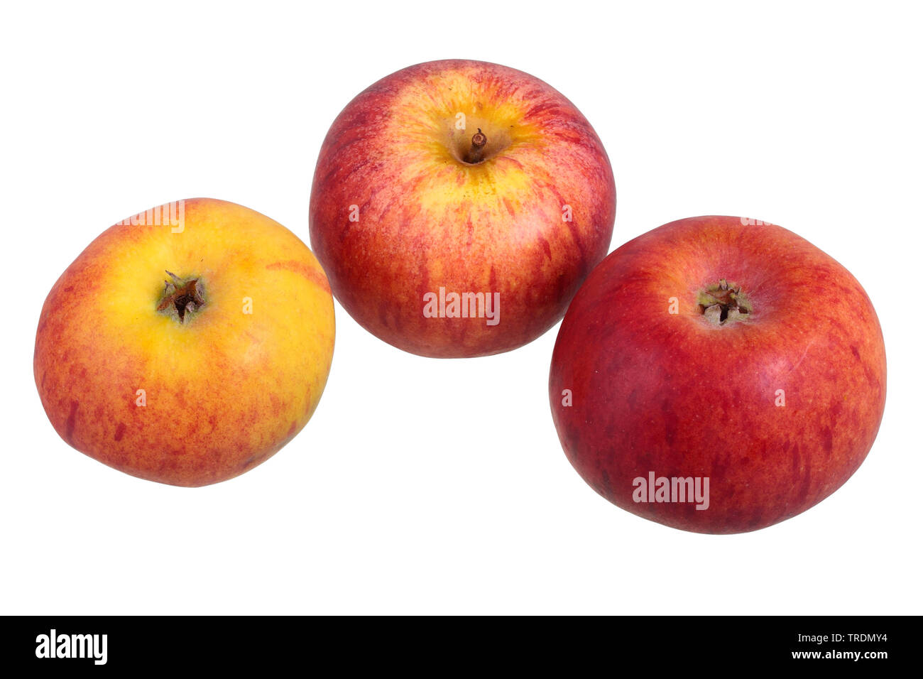 Apple (Malus domestica 'Hessische Tiefenbluete', Malus domestica Hessische Tiefenbluete), mele della cultivar Hessische Tiefenbluete Foto Stock