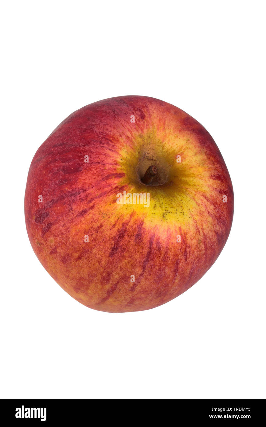 Apple (Malus domestica 'Hessische Tiefenbluete', Malus domestica Hessische Tiefenbluete), Apple del cultivar Hessische Tiefenbluete Foto Stock
