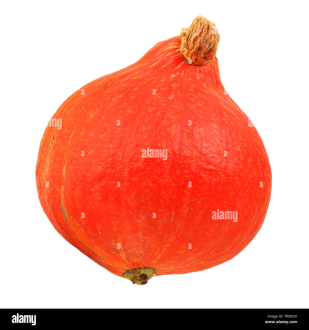 Hokkaido, Hokkaido squash, Red kuri squash (Cucurbita maxima 'Hokkaido', Cucurbita maxima Hokkaido), cultivar Hokkaido Foto Stock