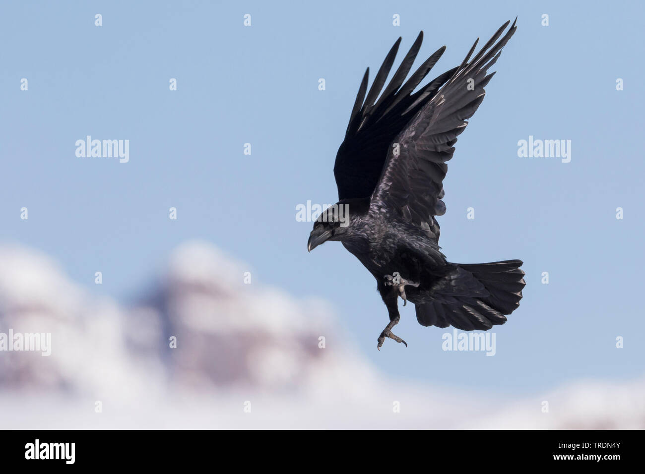 Comune di corvo imperiale (Corvus corax), in volo, Norvegia Foto Stock