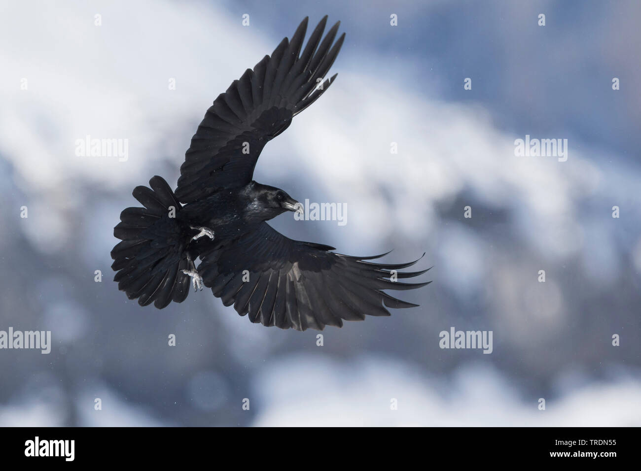 Comune di corvo imperiale (Corvus corax), in volo, Norvegia Foto Stock