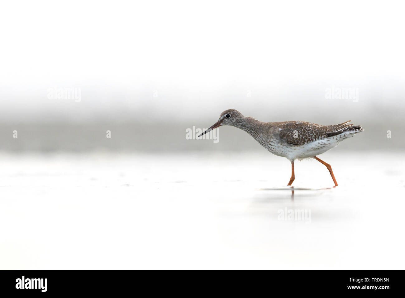 Comune (redshank Tringa totanus), giovane bird guadare acqua, vista laterale, Germania Foto Stock