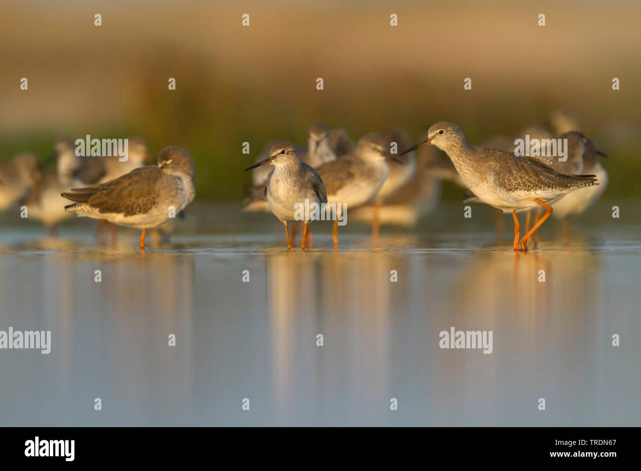 Comune (redshank Tringa totanus ussuriensis, Tringa ussuriensis), gruppo a acqua, Oman Foto Stock