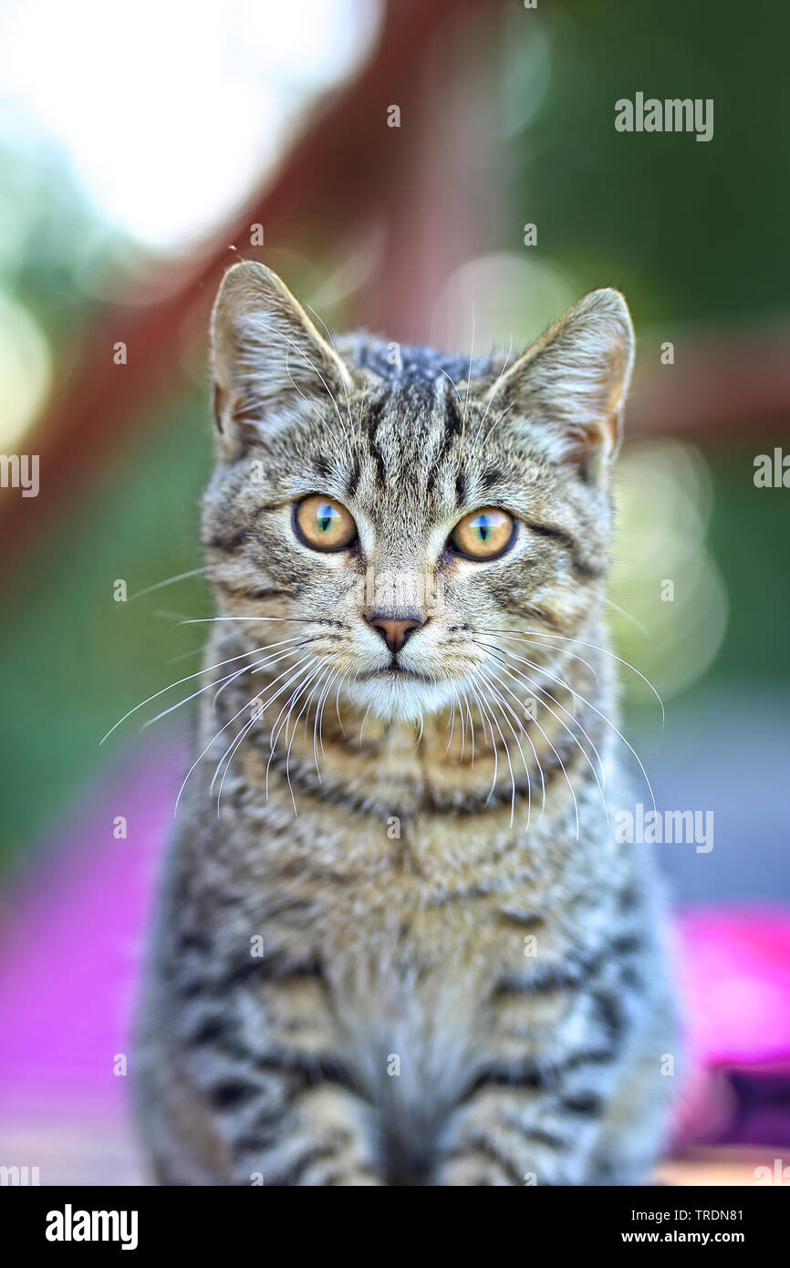 Bellissimo gatto grigio ritratto Foto Stock