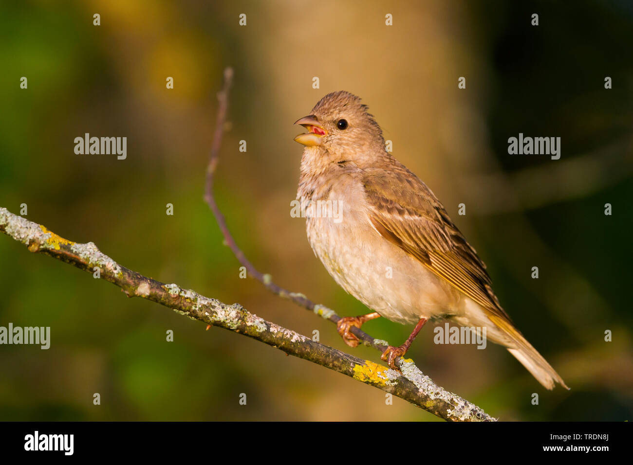 Comune (rosefinch Carpodacus erythrinus), i capretti giovani di sesso maschile, Germania Foto Stock