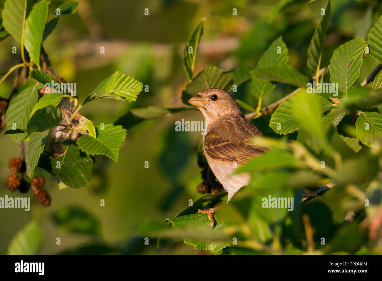 Comune (rosefinch Carpodacus erythrinus), immaturi maschio su un ramo, Germania Foto Stock