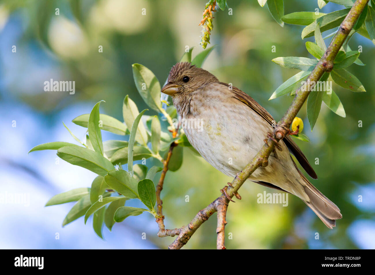 Comune (rosefinch Carpodacus erythrinus), giovane maschio su un ramo, Germania Foto Stock