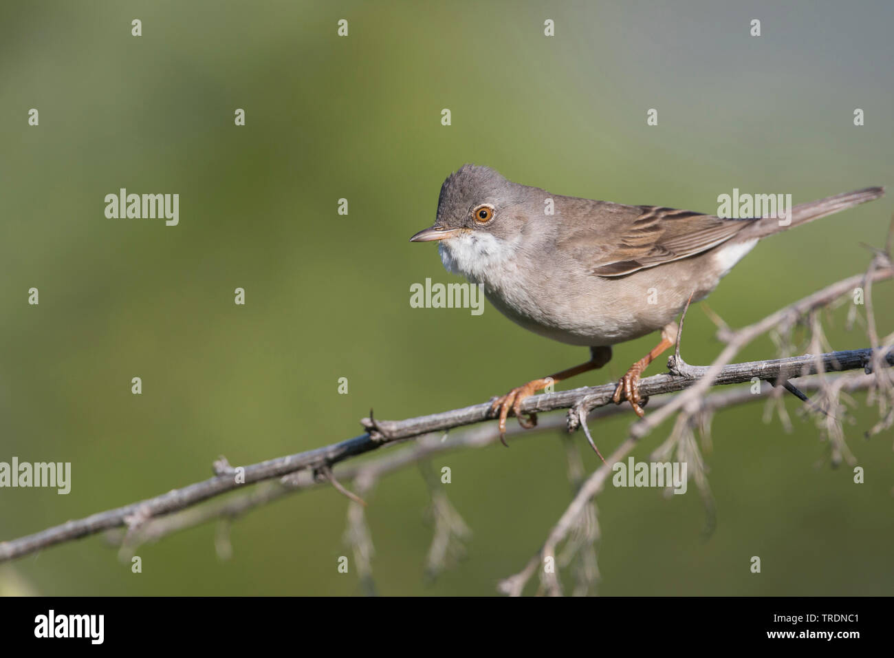 Asian whitethroat (Sylvia communis rubicola, Sylvia rubicola), adulto maschio, Kirghizistan Foto Stock