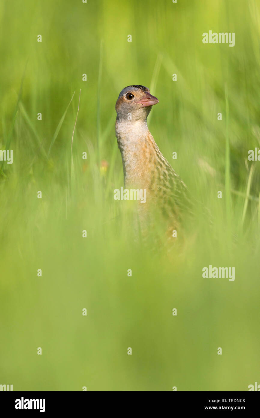 Re di quaglie, re di quaglie (Crex crex), Adulto nasconde nella prateria, Russia Foto Stock