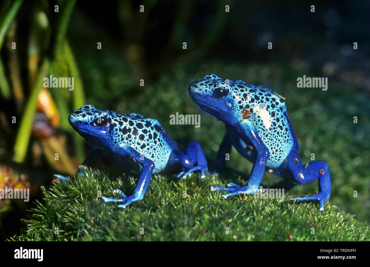 Tintura di veleno-freccia rana, la tintura di veleno (rana Dendrobates tinctorius), sul muschio Foto Stock