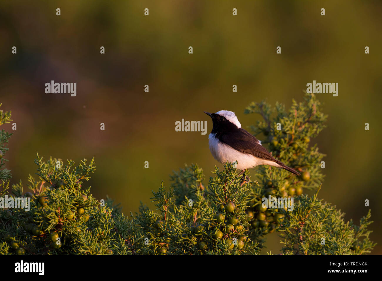 Cipro culbianco (Oenanthe cypriaca), adulto maschio, Cipro Foto Stock