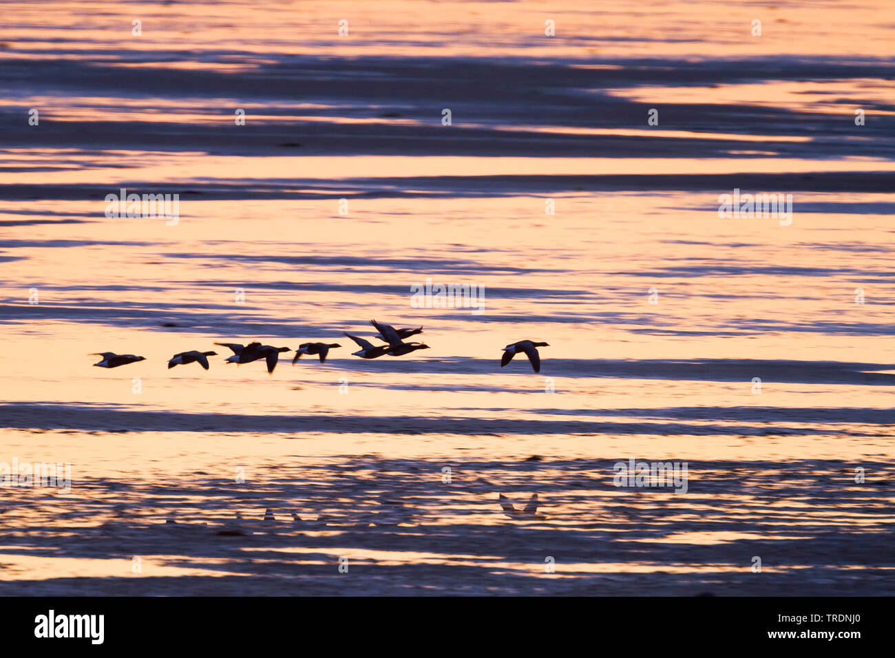 Brent goose (Branta bernicla bernicla, Branta bernicla), il gruppo di volo sopra il mare al tramonto, Germania Foto Stock