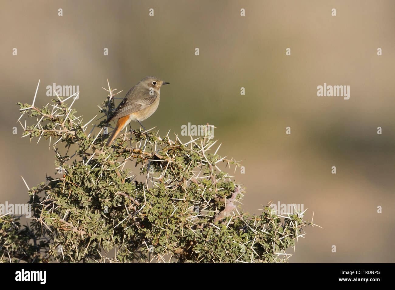 Eastern codirosso spazzacamino (Phoenicurus ochruros phoenicuroides, Phoenicurus phoenicuroides), femmina, Oman Foto Stock