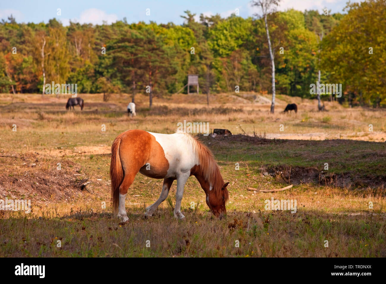 Islandese cavallo, cavallo islandese, Islanda pony (Equus przewalskii f. caballus), pascolo cavalli islandese, riserva naturale di Wahner heath, in Germania, in Renania settentrionale-Vestfalia, Bergisches Land Foto Stock