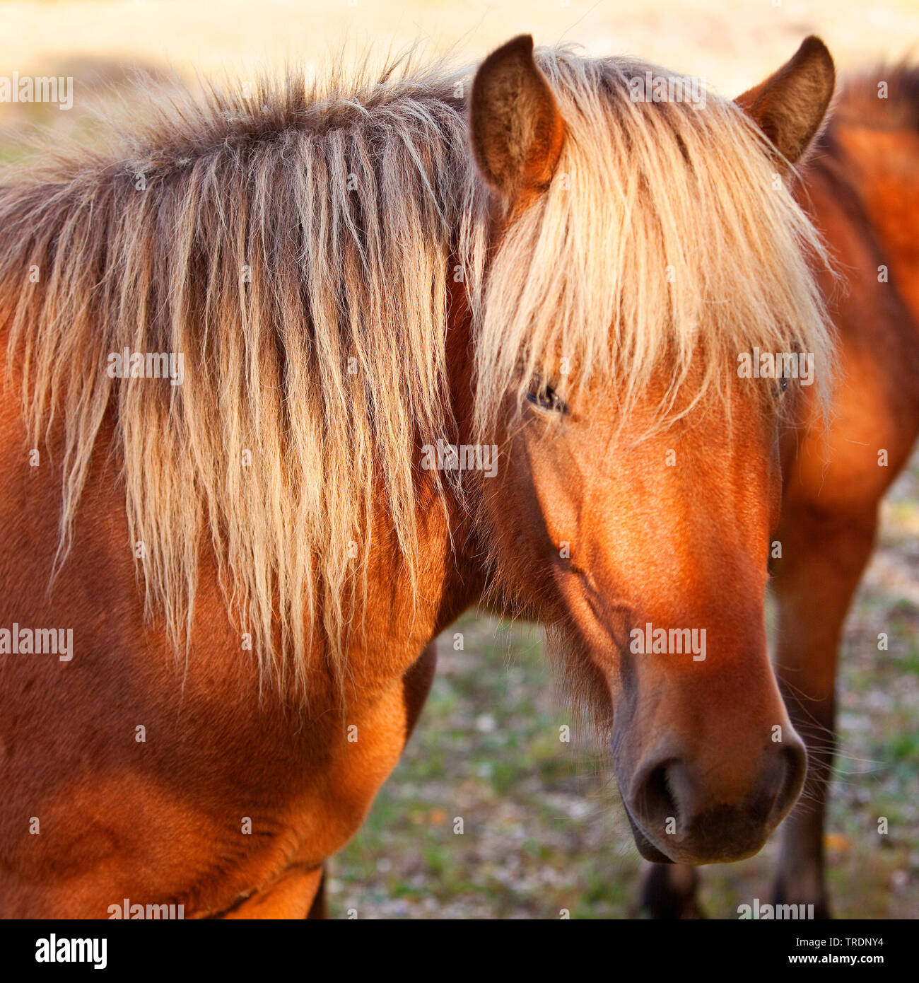 Islandese cavallo, cavallo islandese, Islanda pony (Equus przewalskii f. caballus), ritratto, riserva naturale di Wahner heath, in Germania, in Renania settentrionale-Vestfalia, Bergisches Land Foto Stock