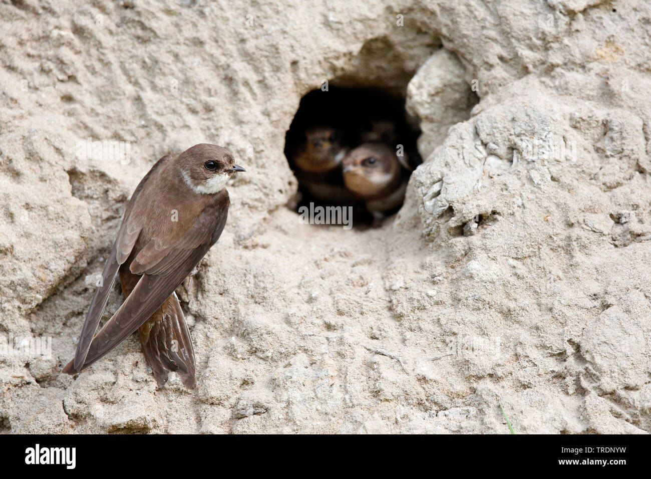 Sabbia martin (Riparia Riparia), sabbia di nesting Martins, Paesi Bassi, South Holland, Rottemeren Foto Stock