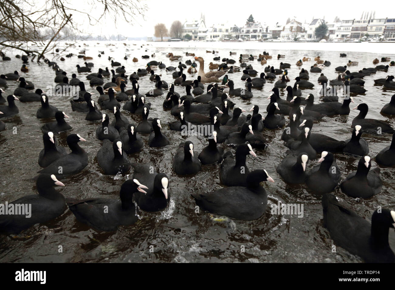 Nero la folaga (fulica atra), gruppo sull'acqua, Paesi Bassi Olanda meridionale Foto Stock