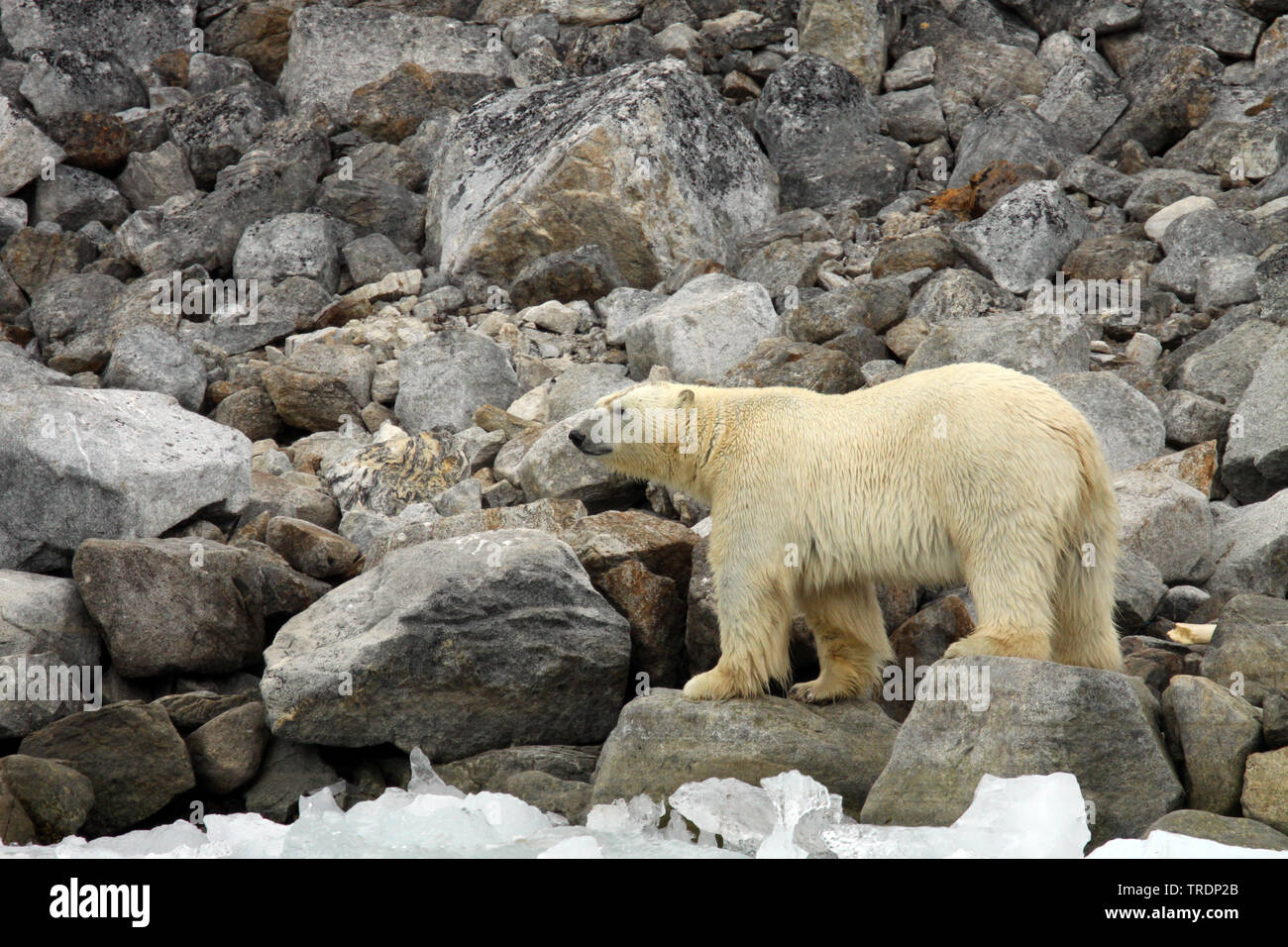 Orso polare (Ursus maritimus), camminando sulle rocce, Norvegia Isole Svalbard Foto Stock