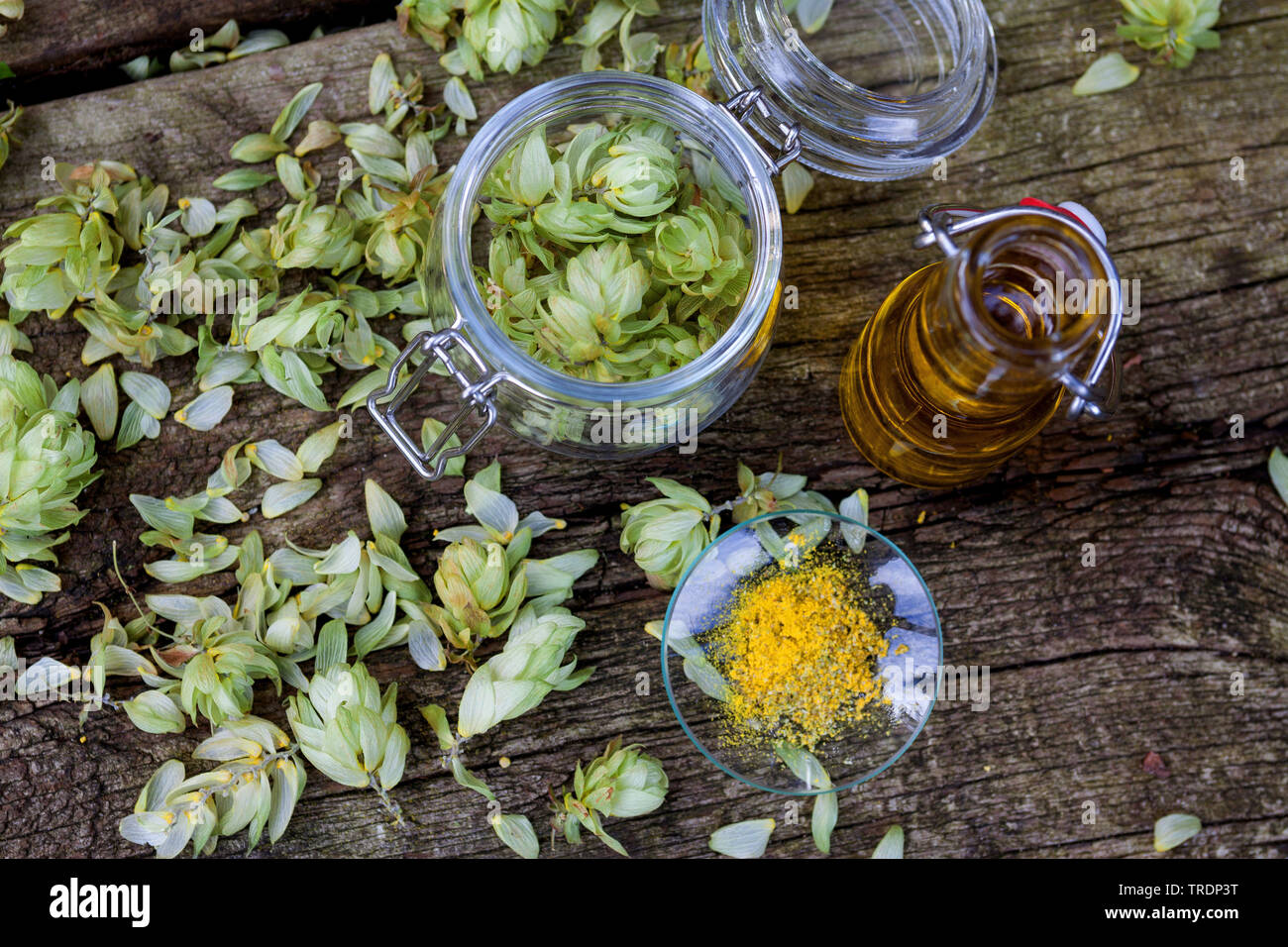 Luppolo (Humulus lupulus), la produzione di olio di luppolo, Germania Foto Stock