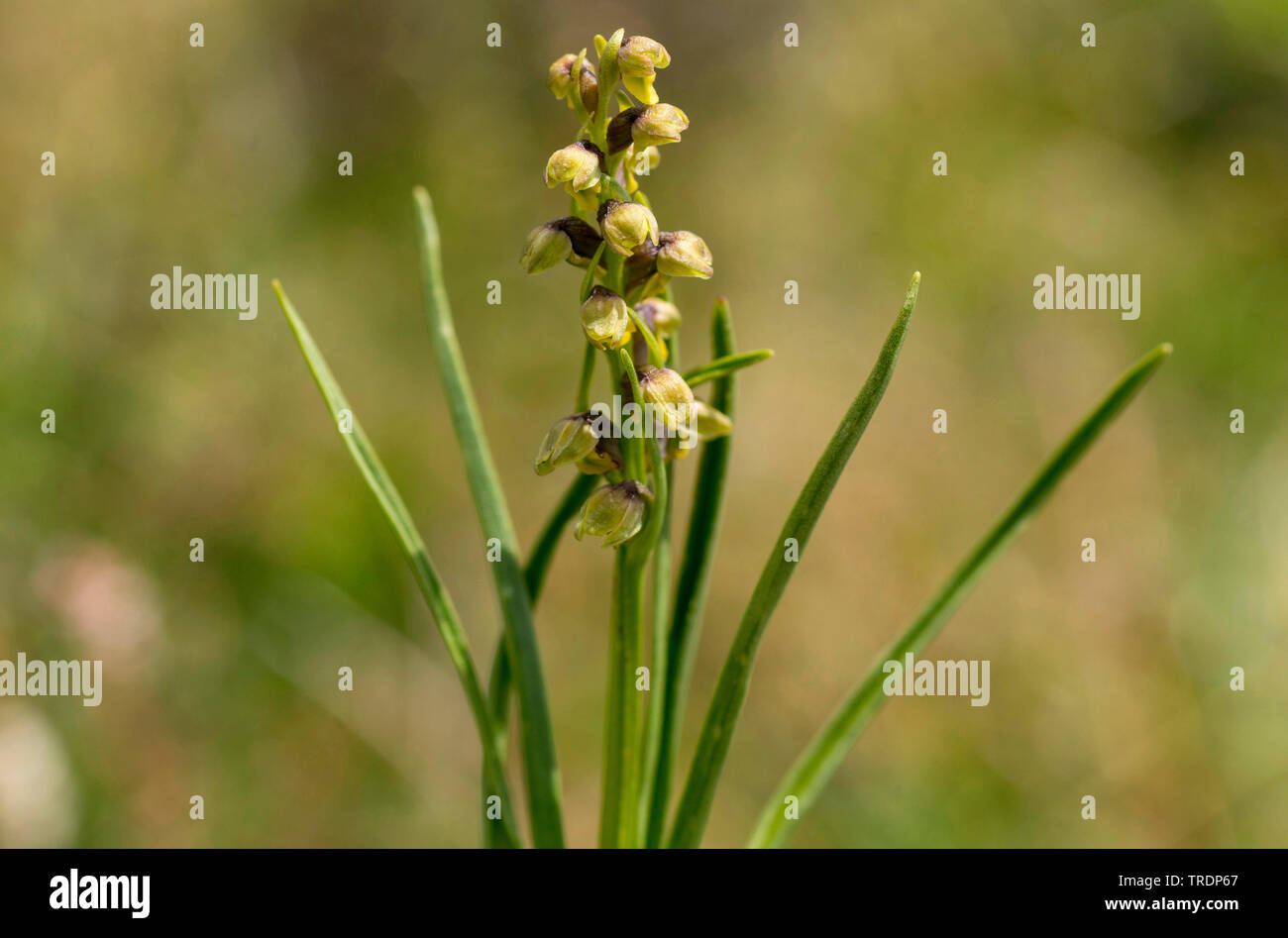 Frog orchid (Coeloglossum viride), fioritura, Austria, Tirolo Foto Stock