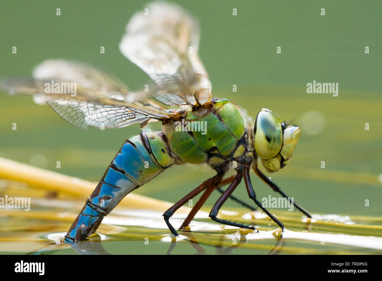 L'imperatore libellula (Anax imperator), uovo che posa femmina, Ungheria Foto Stock