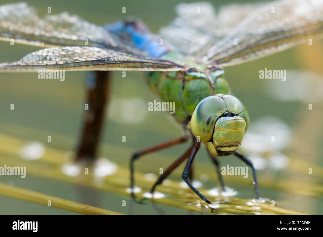 L'imperatore libellula (Anax imperator), uovo che posa femmina, Ungheria Foto Stock
