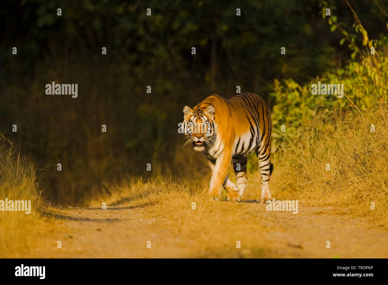 Tigre del Bengala (Panthera tigris tigris), maschio, India, Corbett National Park Foto Stock